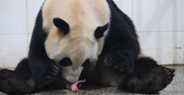 Çin’de iki panda 4 yavru