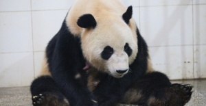 Çin’de iki panda 4 yavru