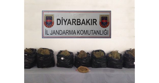 Diyarbakır'da 3 Bin Kök Kenevir Ele Geçirildi