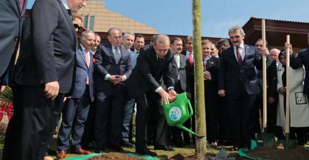 Bakan Eroğlu: 200 Bin Çınar Ağacını Toprakla Buluşturacağız