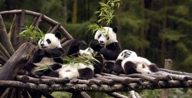 Panda Yetiştiriciliğinde Sevindirici Gelişme