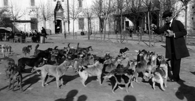 Altın Çağından Sürgün Çağına: Sokak Köpeklerinin Trajik Öyküsü