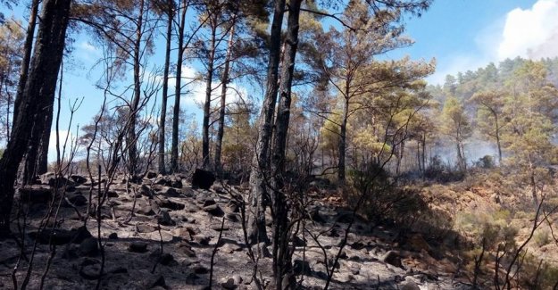 Marmaris’te Yangında 20 Hektarlık Kızılçam Ormanı Zarar Gördü