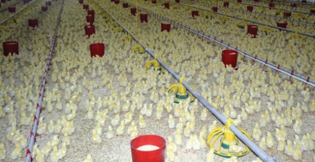 Tavuk Eti Üretimi Eylül’de Yüzde 19,7 Azaldı