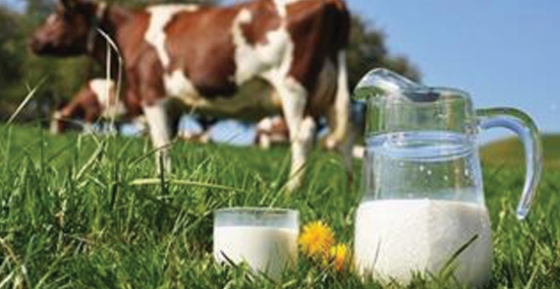 Toplanan İnek Sütü Miktarı Kasım’da Yüzde 4.6 Arttı