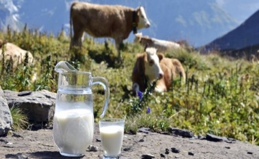 Toplanan İnek Sütü Miktarı Yıllık Yüzde 10 Arttı