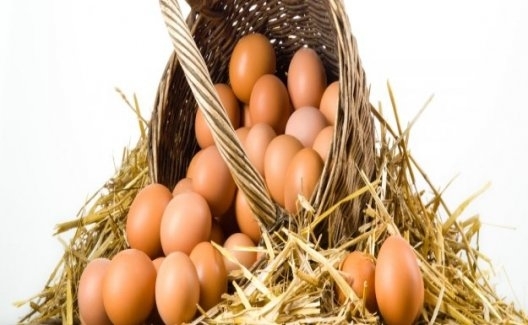 1.6 Milyar Tavuk Yumurtası Üretildi