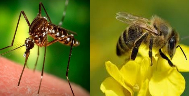 Arı, Böcek Ve Sivrisinek Sokmalarına Karşı Alınması Gereken Önlemler