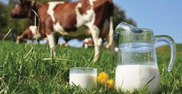 Mayıs Ayında 915 Bin 998 Ton İnek Sütü Toplandı