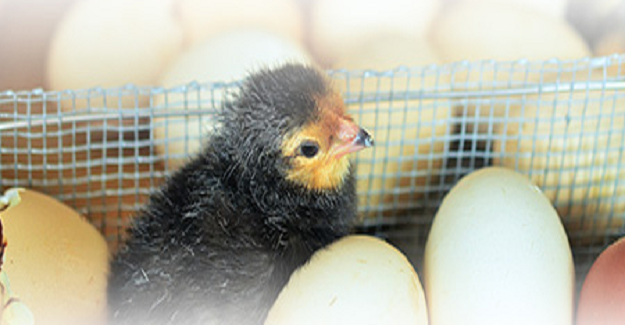 Tavuk Yumurtası Üretimi Ekim Ayında Yüzde 4,6 Arttı