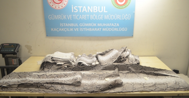 İstanbul’da Nadir Bulunan 23 Adet Yilan Derisi Ele Geçirildi
