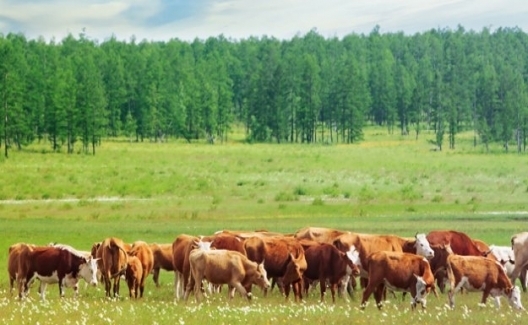 Kültür Sığır Fiyatı Bir Önceki Yıla Göre Yüzde 21,5 Arttı