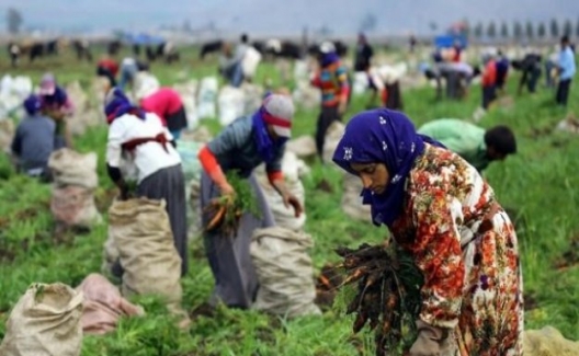 Mevsimlik Tarım İşçilerinin Ortalama Günlük Ücretleri Yüzde 12,6 Arttı