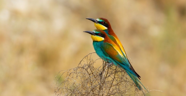Nallıhan Kuş Cennetinde 22-23 Haziran’da Foto Safari Yapılacak