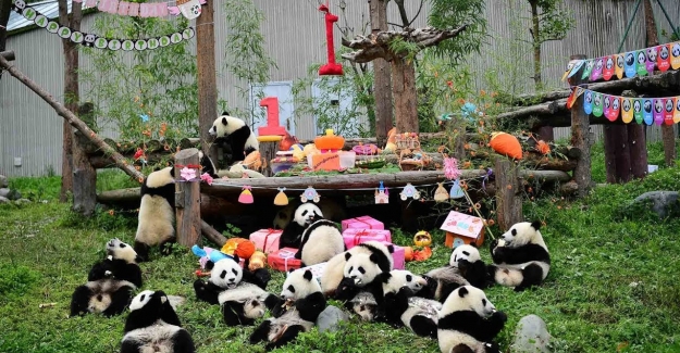 Çin’de 18 Panda Yavrusu İçin Doğum Günü Partisi Verildi
