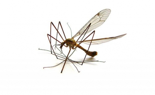 Dünyanın En İstilacı Sivrisineğinin Üremesi Kontrol Altına Alındı