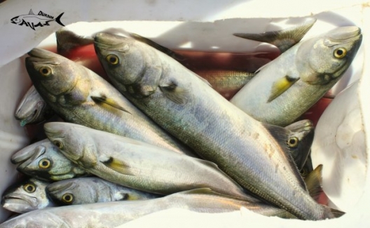 Balık Sezonu Açıldı, Deniz Ürünleri Henüz Bereketine Ulaşmadı