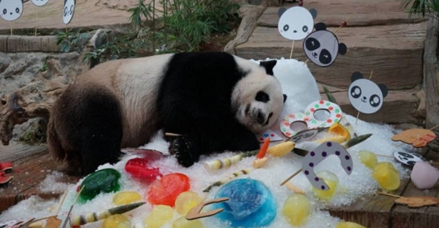 Tayland’da Ölen Panda Çinlileri Ayağa Kaldırdı