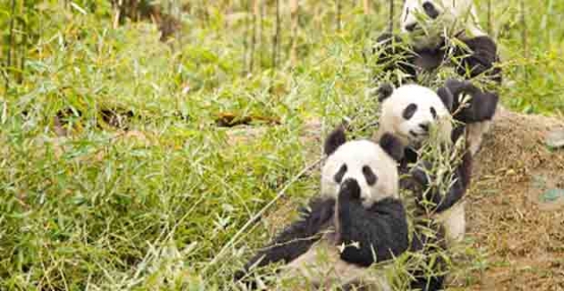 Çin, Pandalar İçin Ulusal Park Kuruyor