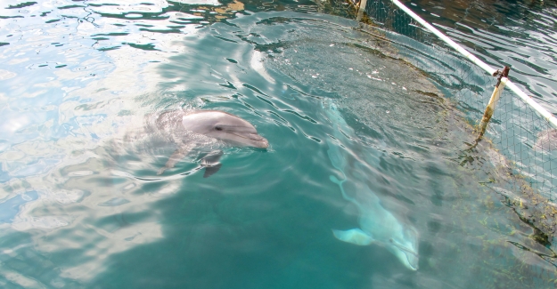 TripAdvisor, Yunus Ve Balinaları Tutsak Eden Tesislere Bilet Satmayacak