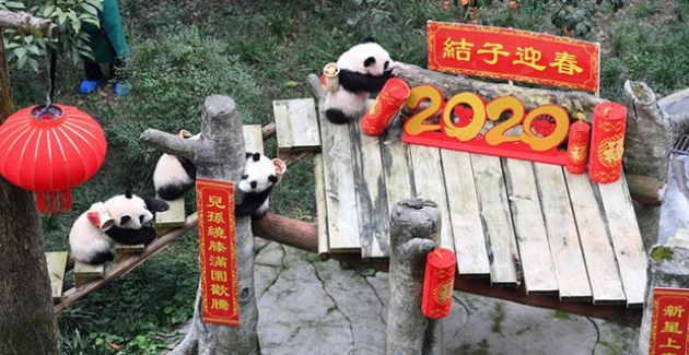 Dünyanın En Yaşlı Pandası, 4 Torunu İle Bahar Bayramı’nı Kutladı