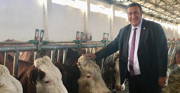 CHP'li Gürer “Süt Üreticisi Diken Üzerinde”