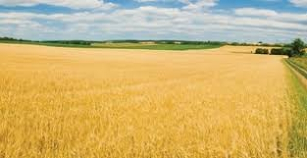 Devlet Destekli Tarım Sigortalarında Toplam Sigorta Bedeli Yüzde 30,7 Arttı