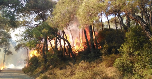 Heybeliada’da Çıkan Orman Yangını Kontrol Altına Alındı