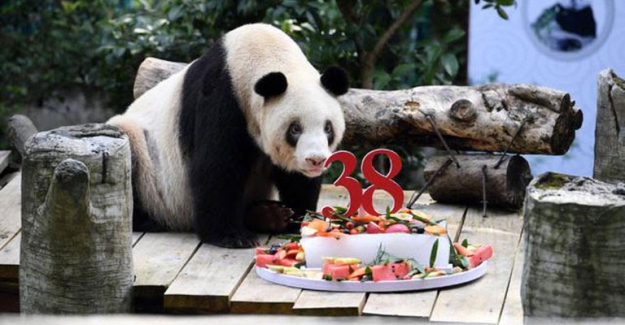 Dünyanın En Yaşlı Pandasına Doğum Günü Sürprizi!