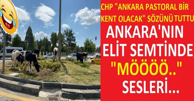 Yeni CHP "Ankara Pastoral Bir Kent Olacak" Sözünü Tuttu!