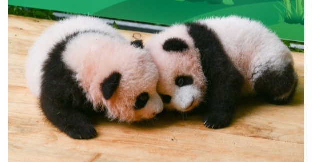 Pandalar, “Uluslararası Panda Günü”Nü Şirinlik Yaparak Kutluyor