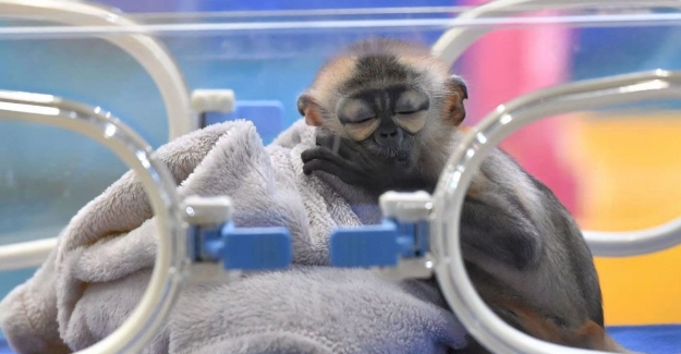 Primat Yetiştirme Programının İlk Üyesi Kamuoyuna Tanıtıldı