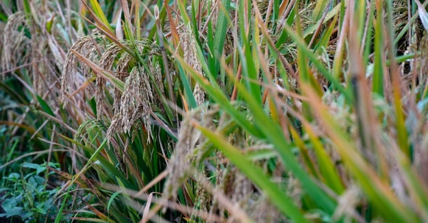 Çinli Biyologlar Zararlı Canlılara Karşı Dirençli Buğday Geliştirdi