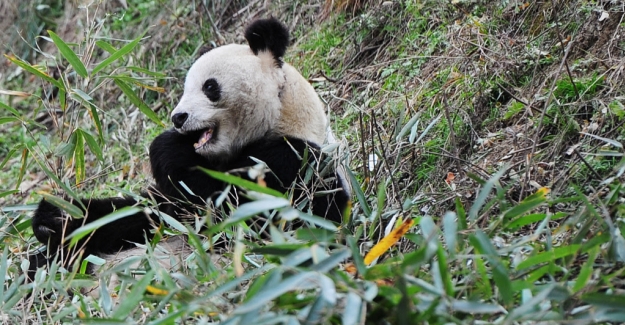 Çin, Tehlike Altında Olan Hayvanlar İçin 50 Doğal Park Kuracak