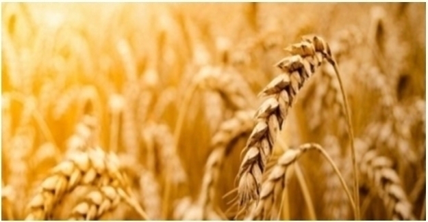 Tarım-GFE 2022 Nisan'da Yüzde 7,45 Arttı