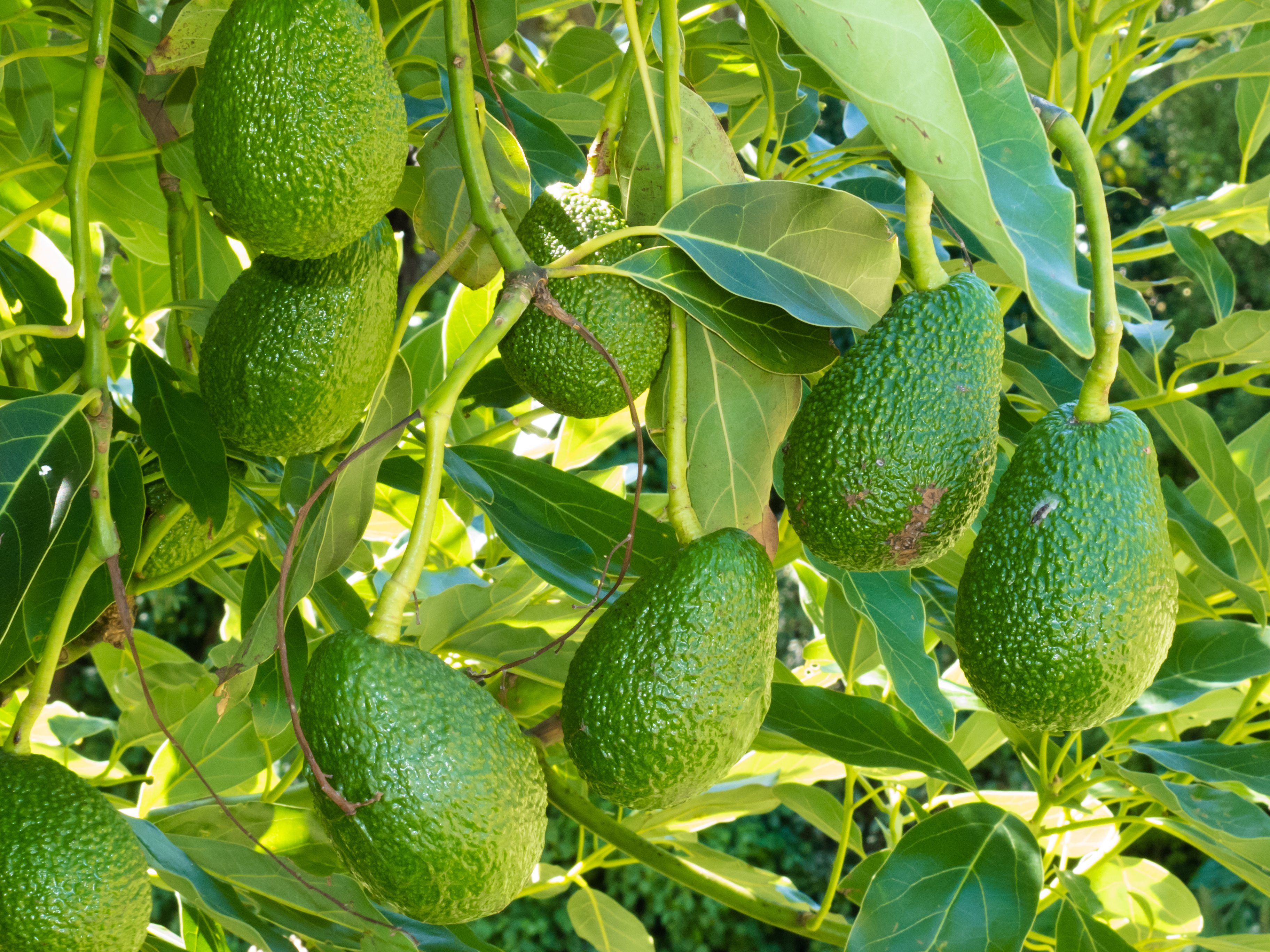 2022 Yılının İlk Yarısında Tropikal Meyve İhracatı 7 Milyon Dolara Ulaştı