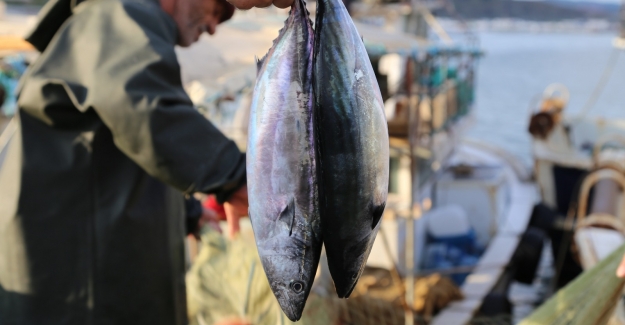 Şile Belediyesi’nden Bir İlk Daha: Şile Bezine Değil Palamut Balığına Festival!..