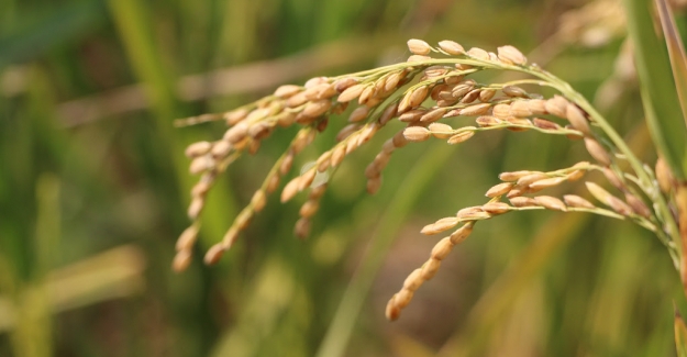 Wang Yi: Çin'in Hibrit Pirinç Teknolojisi Küresel Gıda Yetersizliğinin Çözülmesine Katkı Sağladı