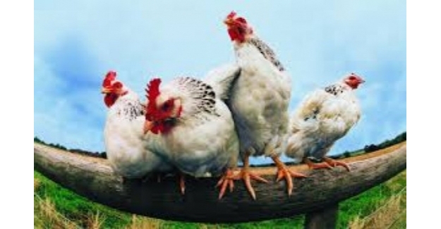 Tavuk Eti Üretimi Ekim 2022'de Yüzde 4,2 Azalarak 201 Bin 203 Ton Oldu