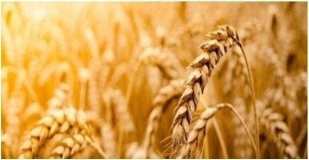 Tarım-ÜFE Aralık'ta Yüzde 4,82 Arttı