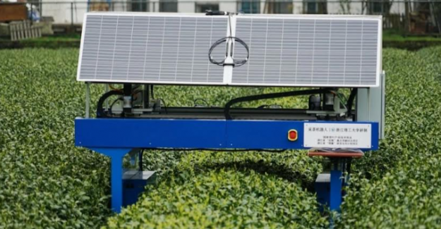 Çin’de Çay Hasadını Güneş Panelleriyle Çalışan Robotlar Yapıyor