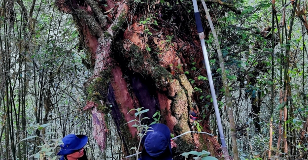 Çin’de 1000 Yaşında Olan Bir Himalaya Porsuk Ağacı Bulundu