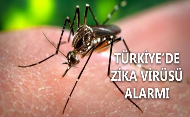 Zika Virüsü Türkiye'ye Gelebilir