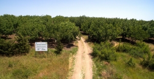 Orman Ve Su İşleri Bakanlığı’ndan Özel Ağaçlandırmaya Destek