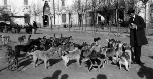 Altın Çağından Sürgün Çağına: Sokak Köpeklerinin Trajik Öyküsü