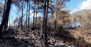 Marmaris’te Yangında 20 Hektarlık Kızılçam Ormanı Zarar Gördü