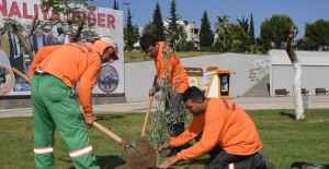 Çukurova Belediyesi Parklara Zeytin Fidanı Dikiyor