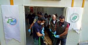 Suriye’den Hayvanlar Türkiye’ye Getirildi