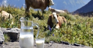 Toplanan İnek Sütü Miktarı Yıllık Yüzde 10 Arttı