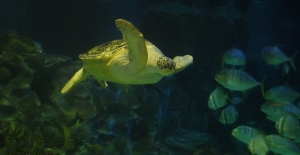 Avrupa’nın En Büyük Yeşil Deniz Kaplumbağası Iggy artık Türkiye’de